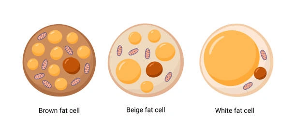 Brown Fat Activation
