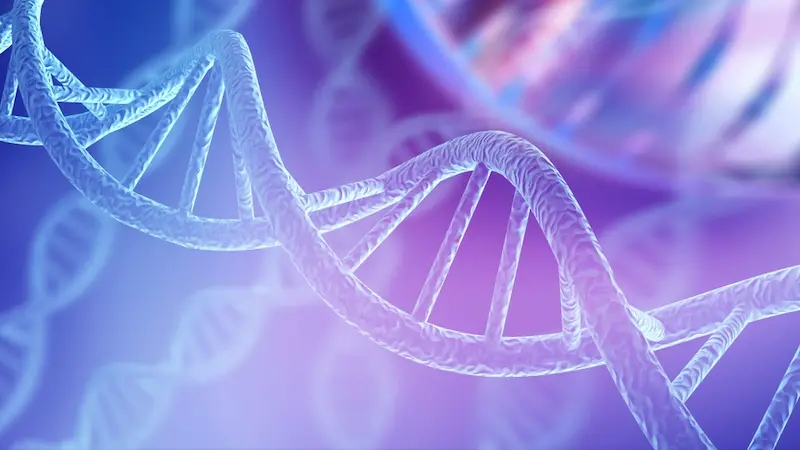 E-Box Binding Sites in Muscle Genes