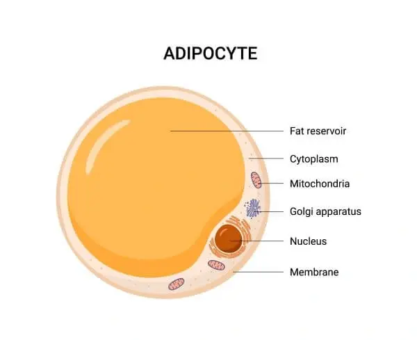 Fat cells structure