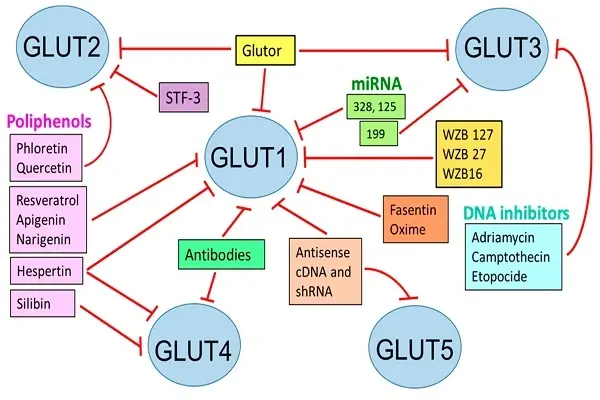 GLUT4 Transporters Control Cellular Glucose Entry