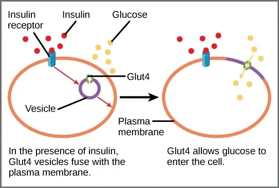 GLUT4 Structure
