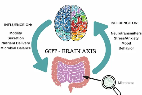Gut Health Peptides