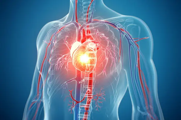Medical illustration of the human heart highlighting energy stress, where AMPK pathways regulate energy balance and protect cardiac cells.
