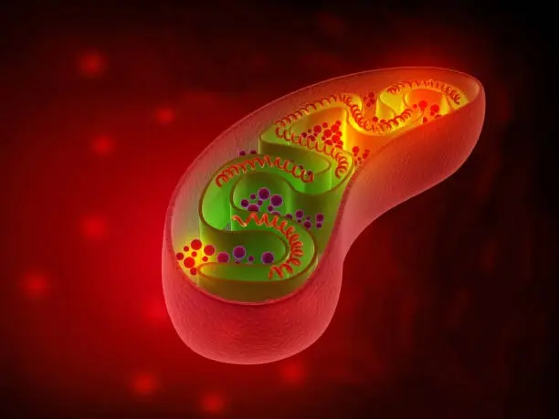 Mitochondria