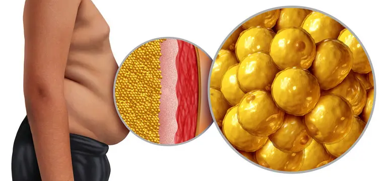 Illustration of belly fat and adipose cells showing how myostatin influences fat storage, with Peptide Ace-031 studied as a potential myostatin inhibitor.