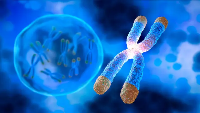 Role Do Telomeres Play in Cellular Aging