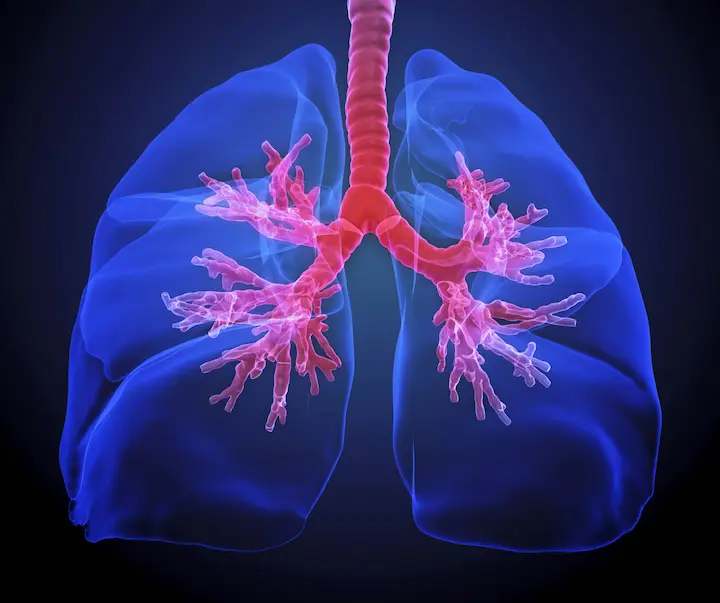 Senescent cells worsen lung fibrosis by releasing inflammatory signals and increasing scar tissue formation. Research explores therapies to reduce fibrosis by targeting old cells.