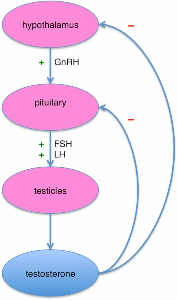 Diagram of hypothalamus pituitary testicular axis showing hormonal regulation of testosterone relevant to CJC-1295 with DAC research