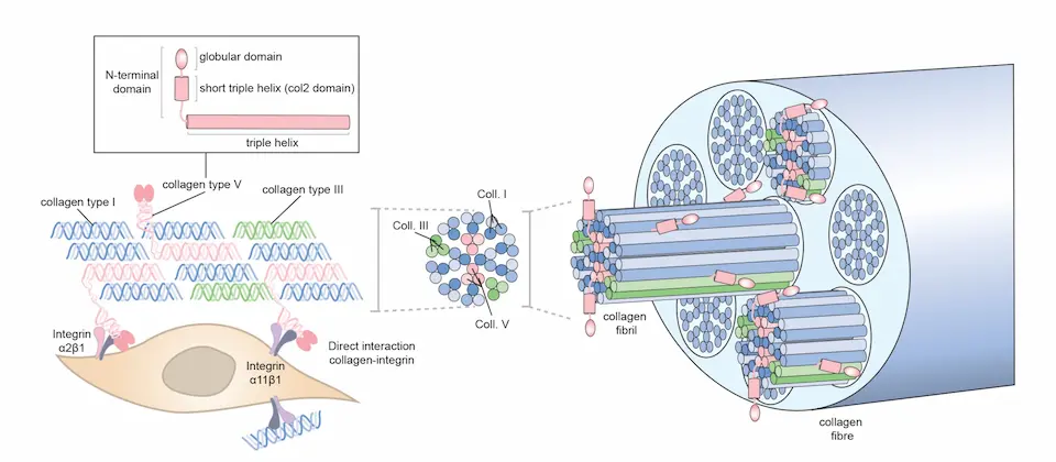 When Does Type I Collagen Replace Type III During Tendon Healing