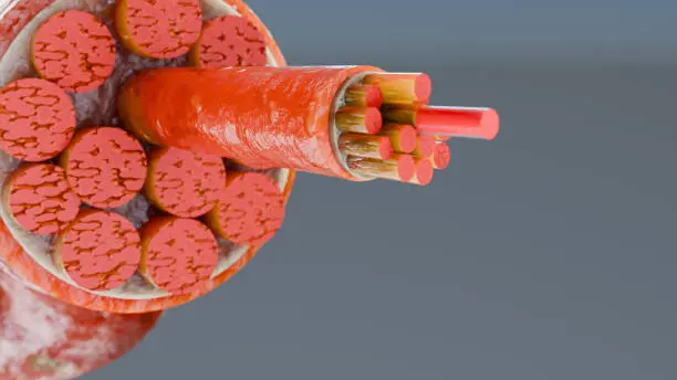 Illustration of skeletal muscle fibers where AICAR activates AMPK pathways to regulate energy metabolism and glucose uptake.