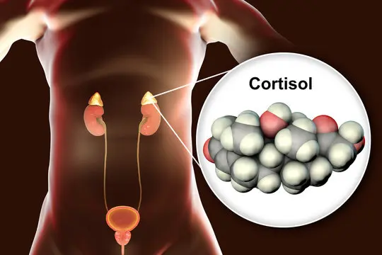 Diagram showing the adrenal glands above the kidneys and a cortisol molecule, illustrating how ACTH stimulates adrenal glands to produce cortisol.