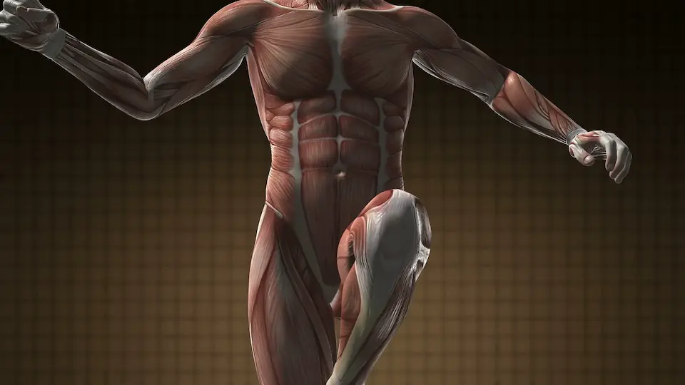 Blocking Myostatin Influence Muscle Growth and Recovery