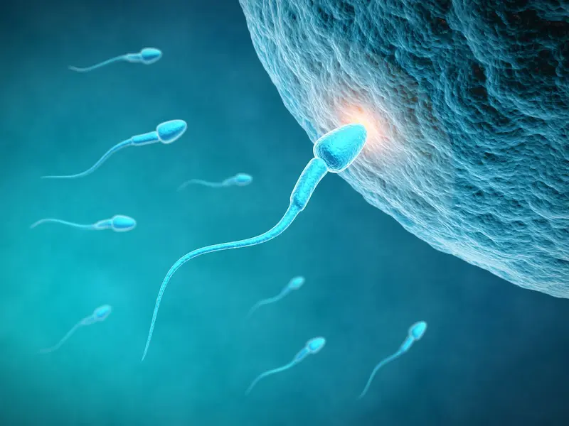 Sperm approaching an egg cell, symbolizing male fertility and hormone support