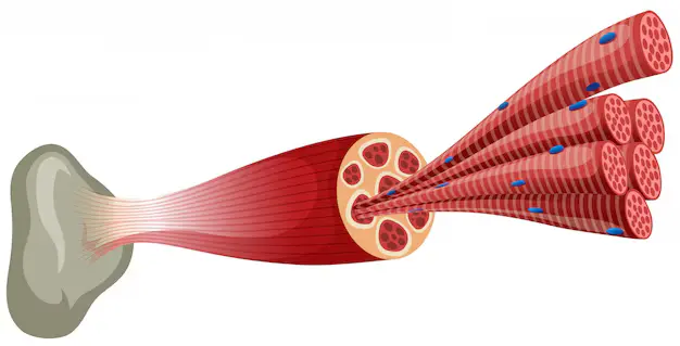 Follistatin’s Role in Muscle Growth and Regeneration