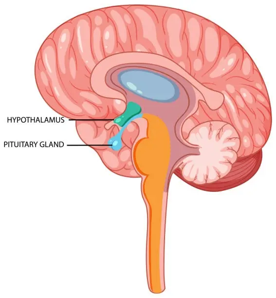 Hypothalamic-Pituitary-Gonadal Axis