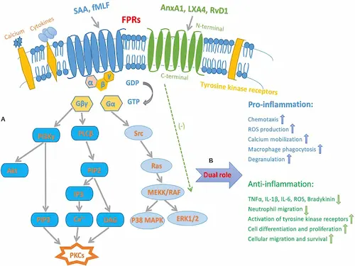 Diagram showing LL-37 Peptide binding to FPR2 receptor on immune cells, triggering GPCR signaling, reactive oxygen species production, and immune response regulation.