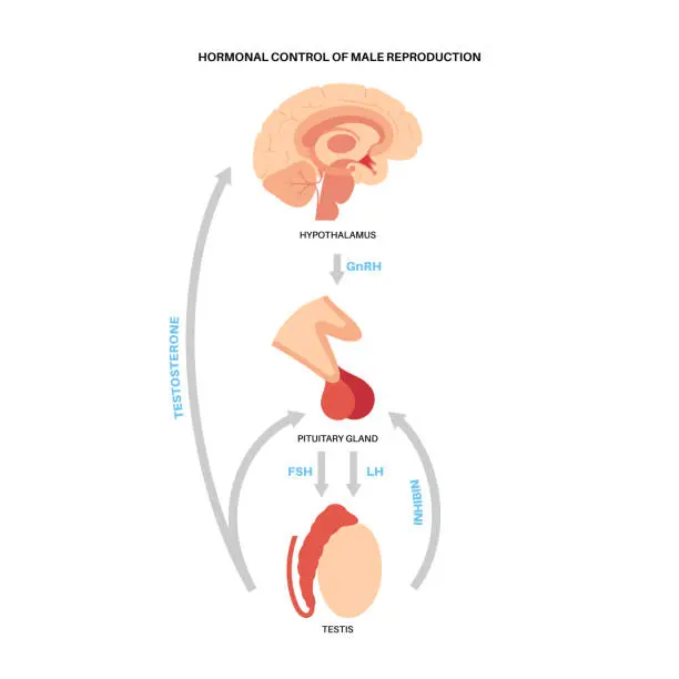 Testosterone Levels Change in Response to Kisspeptin Hormone