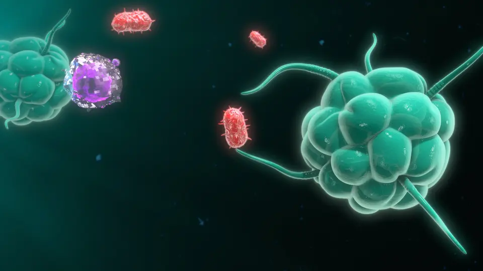 Macrophages Control the Healing Process