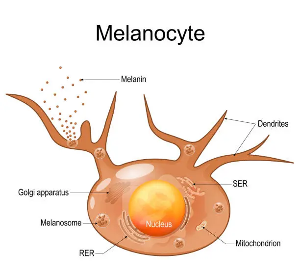 Melanocortin Receptors Influence Melanotan 1 vs 2