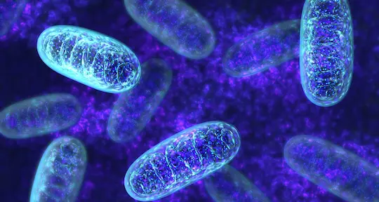 Mitochondria Cell