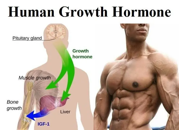 Diagram showing how muscle building peptides increase growth hormone and IGF-1 levels to support muscle growth and recovery.