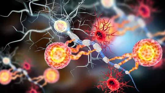 PT-141 for Men Affect the Nucleus Accumbens