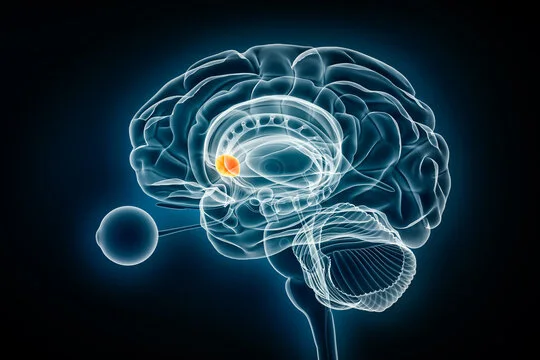 How Does PT-141 Work in the Brain