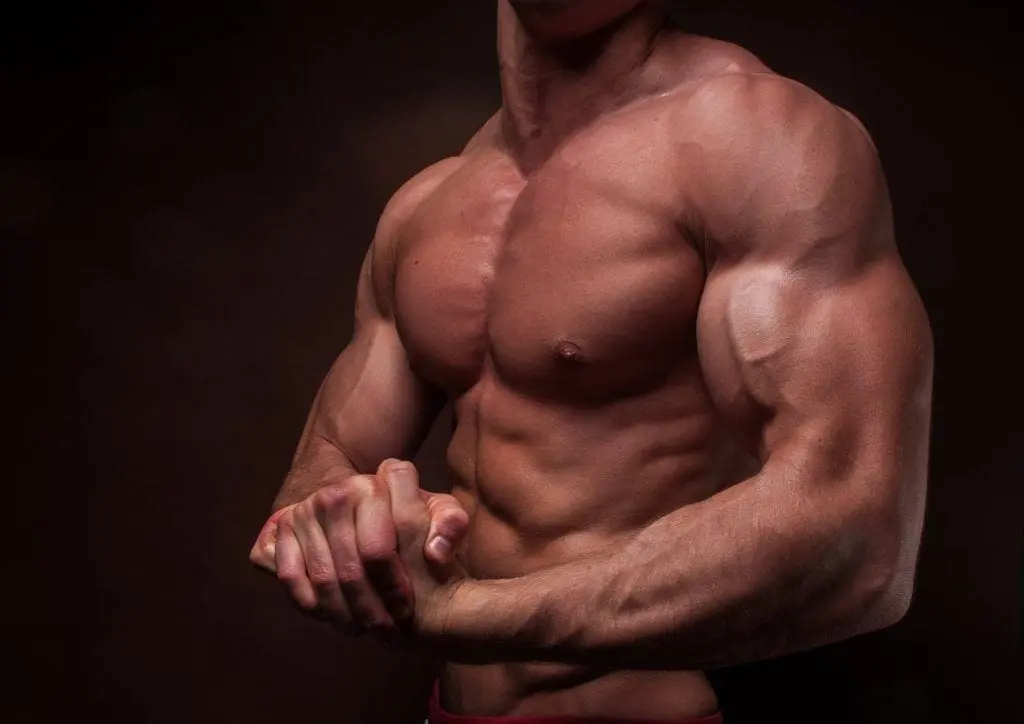 Protein Synthesis Drive Muscle Growth During Bulking