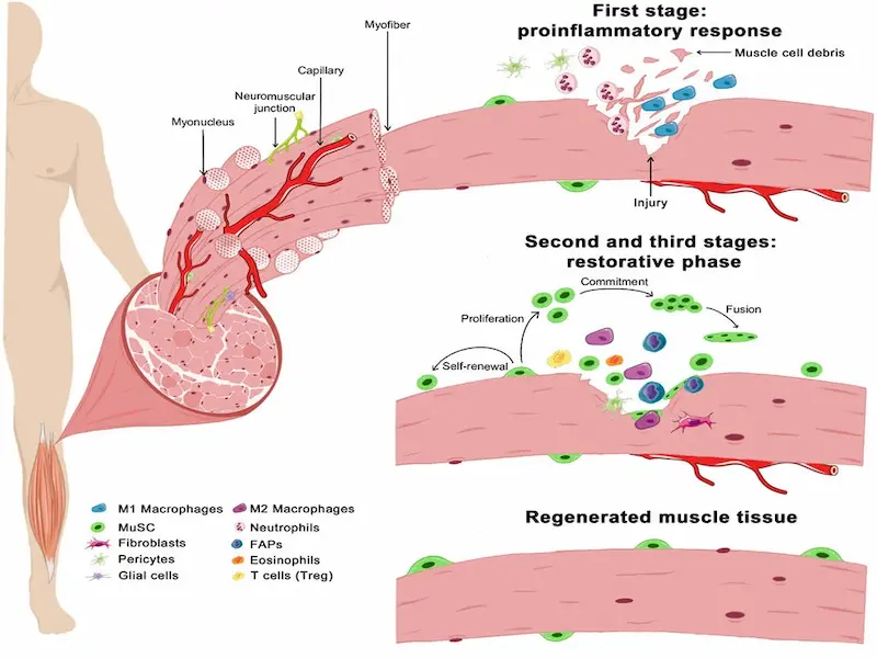 Stages of skeletal muscle tissue repair, including inflammation, satellite cell activation, and muscle fiber regeneration during bulking.