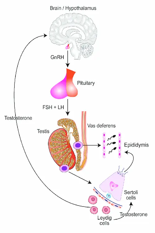 Illustration of the hormonal pathway showing how the brain signals the testes to produce testosterone, supporting sperm motility.