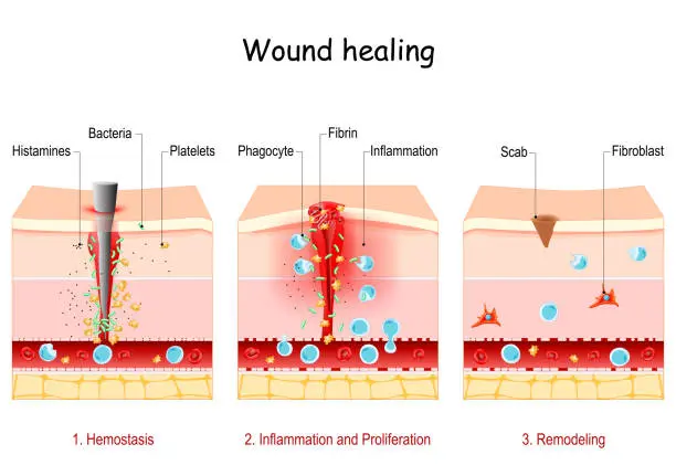Hexarelin Support Tissue Repair Processes