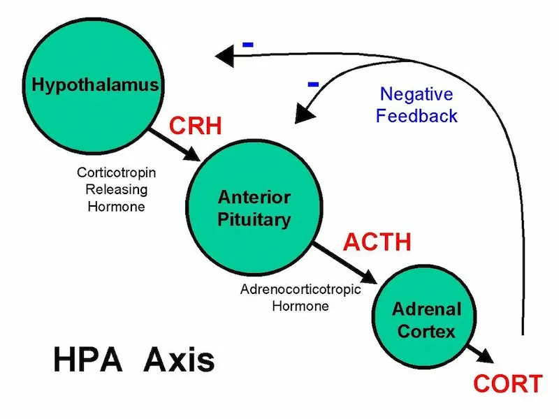 HPA axis showing how the hypothalamus, pituitary gland, and adrenal glands work together to raise cortisol levels during stress