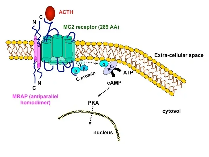 ACTH binding MC2R in adrenal cortex cell activates cAMP‑PKA pathway, triggering cholesterol mobilization and cortisol synthesis.