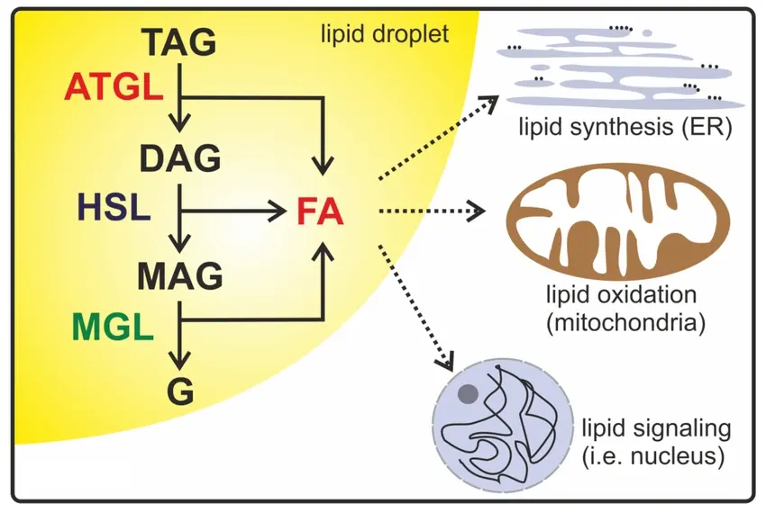 Which Enzymes Do Fat Burning Peptides Activate to Promote Lipolysis
