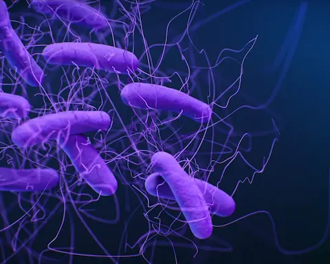 Gut Barrier Function
