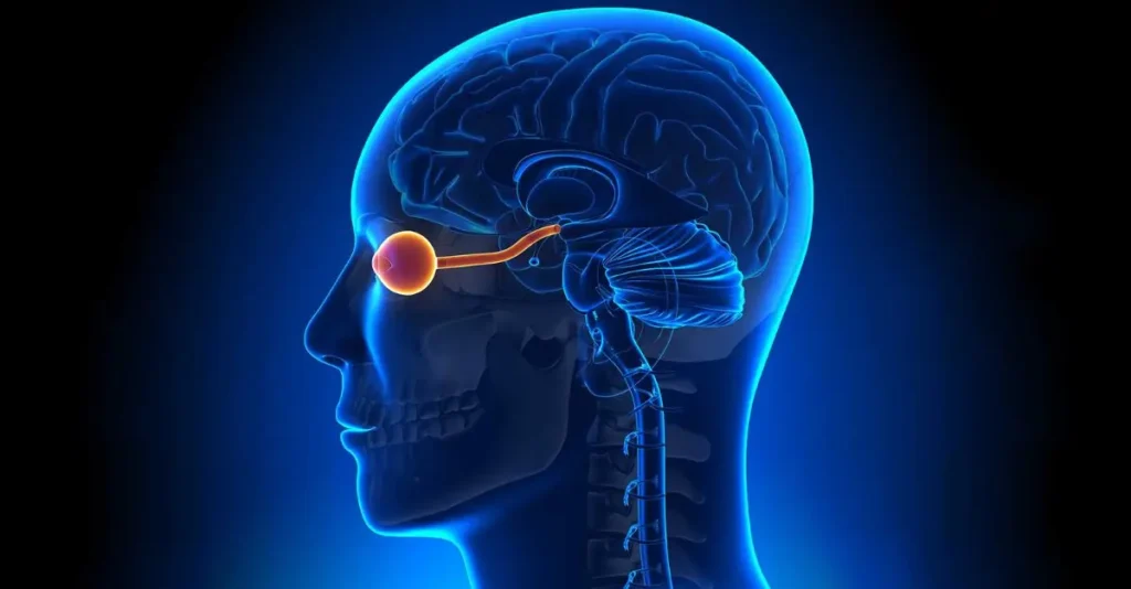 Vitamin B12 for Brain function and neural pathways