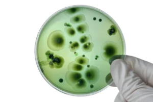 Fighting Fungal Infections with TA1 Peptide