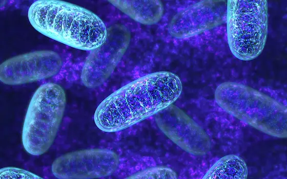 Mitochondrial Protection