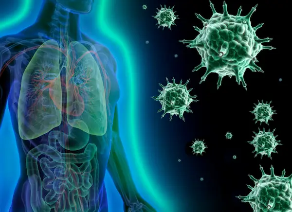 TA1 Peptide Works to Strengthen Immune Signaling
