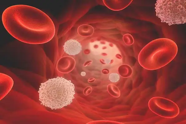 White blood cell surrounded by red blood cells, representing immune cell production supported by vitamin B12.