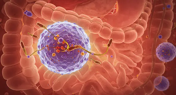 VIP peptide affect gut signaling and motility