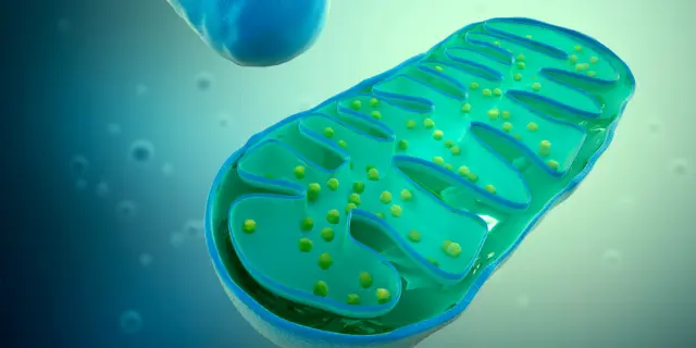 SS-31 Peptide Support Mitochondrial Health