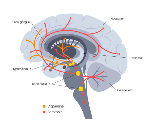 Dopamine and serotonin pathways in the brain
