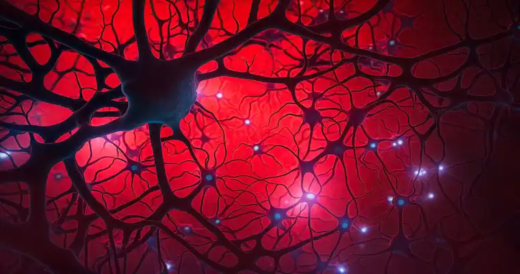 Neural pathways visualizing how Adamax and Semax affect brain signaling.