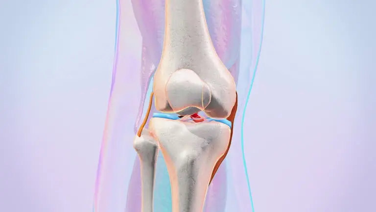 Knee cartilage showing age-related tissue changes.